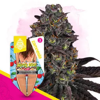 Auto Super Boof cannabis seeds by Zamnesia Seeds