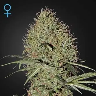 Auto Super Bud cannabis seeds by Greenhouse Seeds