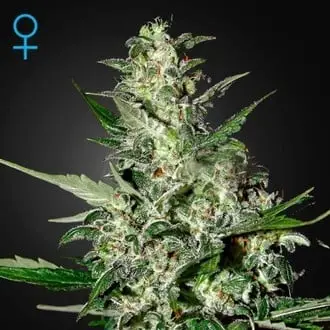 Auto Super Critical cannabis seeds by Greenhouse Seeds