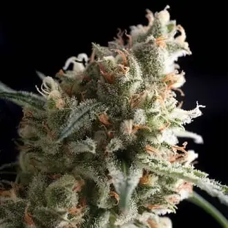 Auto Super Hash cannabis seeds by Pyramid Seeds