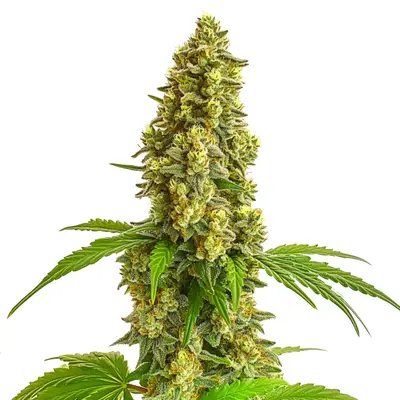 Auto Super Lemon Haze cannabis seeds