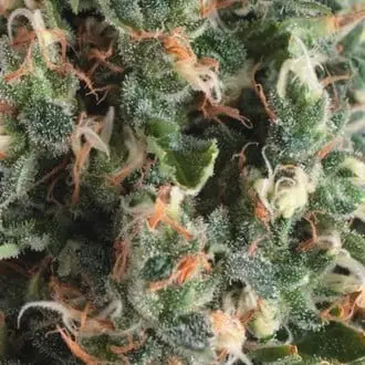 Auto Super OG Kush cannabis seeds by Pyramid Seeds