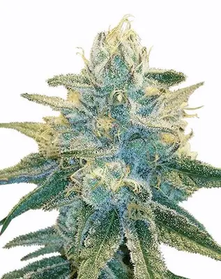 Auto Super Silver Haze cannabis seeds
