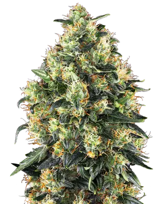 Auto Super Skunk cannabis seeds