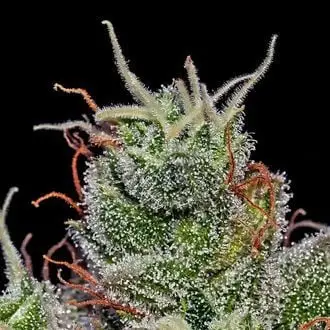 Auto Supercheese cannabis seeds by Positronics Seeds