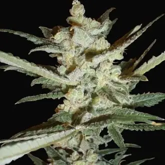 Auto Supersonic Cristal Storm cannabis seeds