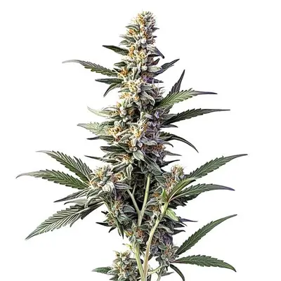 Auto Sweet Afghan Delicious Auto F1 cannabis seeds