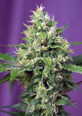 Auto Sweet Amnesia Haze XL cannabis seeds