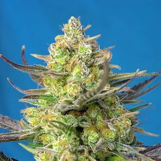 Auto Sweet Cheese XL cannabis seeds by Sweet Seeds