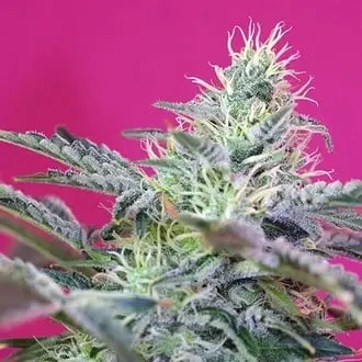 Auto Sweet Cheese cannabis seeds