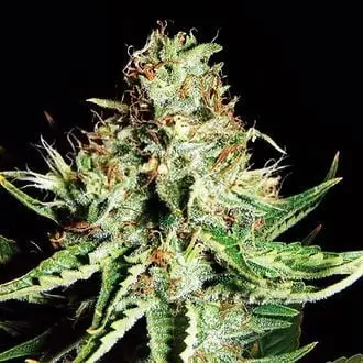 Auto Sweet Cream cannabis seeds by Expert Seeds