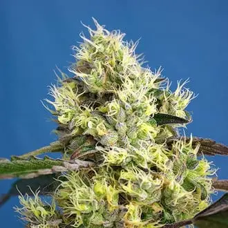 Auto Sweet Gelato cannabis seeds by Sweet Seeds