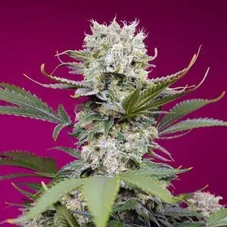 Auto Sweet Mandarine Zkittlez XL cannabis seeds