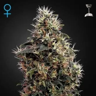 Auto Sweet Mango cannabis seeds by Greenhouse Seeds