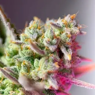 Auto Sweet Mimosa XL cannabis seeds