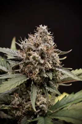 Auto Sweet 'n' Sour cannabis seeds