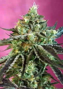 Auto Sweet Nurse CBD cannabis seeds