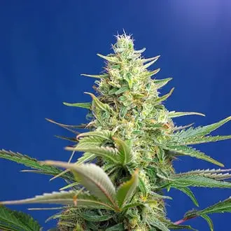 Auto Sweet Pure Auto CBD cannabis seeds by Sweet Seeds