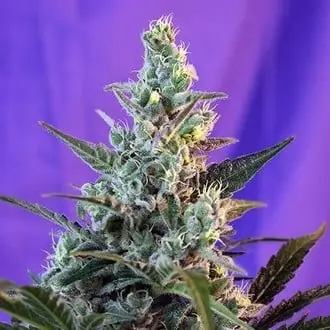 Auto Sweet Skunk cannabis seeds