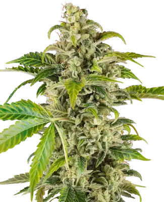 Auto Sweet & Sour Cream cannabis seeds