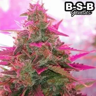 Auto Sweet Tooth cannabis seeds