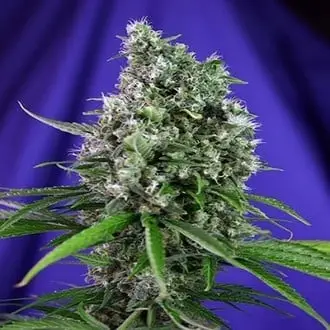 Auto Sweet Trainwreck cannabis seeds by Sweet Seeds