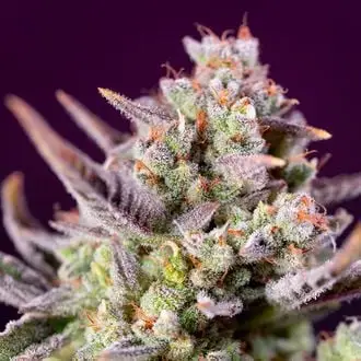 Auto Sweet Zenzation XL cannabis seeds