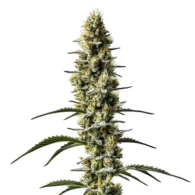 Auto Sweet Zombie cannabis seeds by Blimburn Seeds