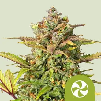 Auto Sweet ZZ cannabis seeds by Royal Queen Seeds