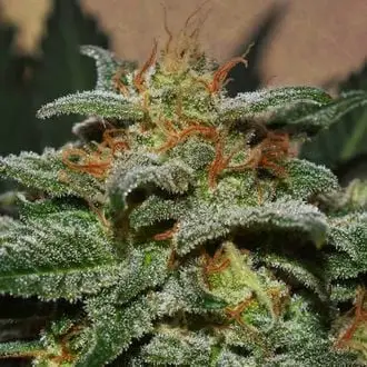 Auto Sweetberry Cough cannabis seeds by Garden of Green