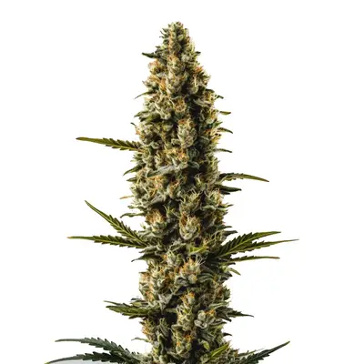 Auto Sweety cannabis seeds by Blimburn Seeds