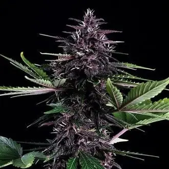 Auto Swiss Dream Rosé Auto CBD cannabis seeds