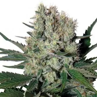 Auto Syrup cannabis seeds by Buddha Seeds