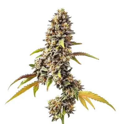 Auto Tahoe OG cannabis seeds by Blimburn Seeds