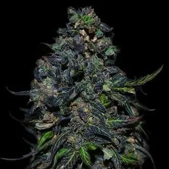 Auto Taison cannabis seeds by VIP Seeds