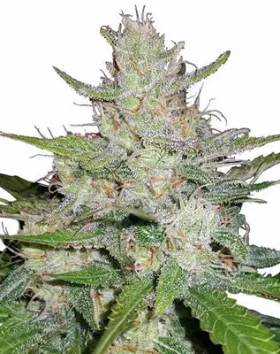 Auto Tangerine Dream cannabis seeds