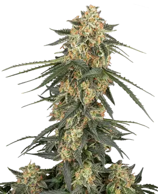 Auto Tangerine Splash cannabis seeds