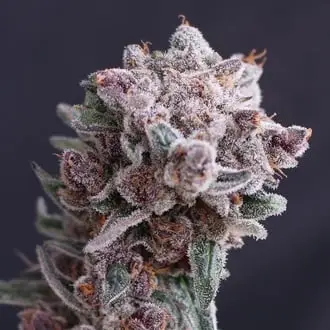 Auto Tangie Smasher cannabis seeds