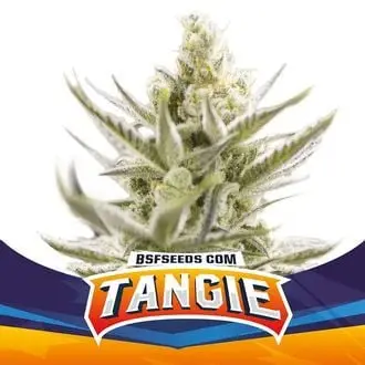 Auto Tangie XXL cannabis seeds by BSF Seeds