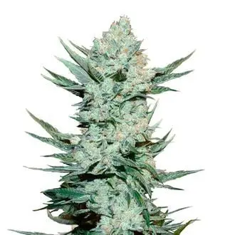 Auto Tangie cannabis seeds