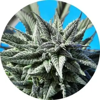 Auto Tao Blueberry cannabis seeds by Top Tao Seeds