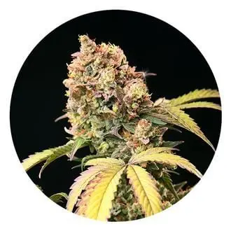 Auto Tao Mix 1 cannabis seeds