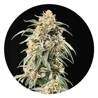 Auto Tao Mix 2 cannabis seeds