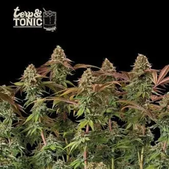 Auto Terp & Tonic cannabis seeds