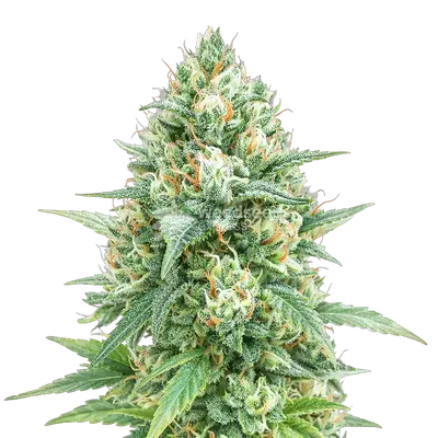 Auto Tetra Express cannabis seeds