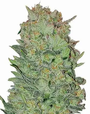 Auto THC Bomb cannabis seeds