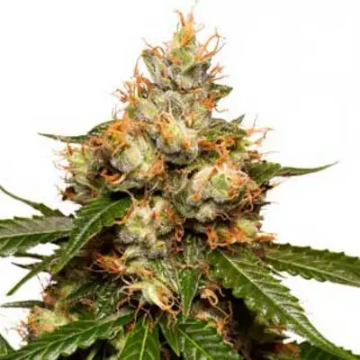 Auto THC-Victory cannabis seeds