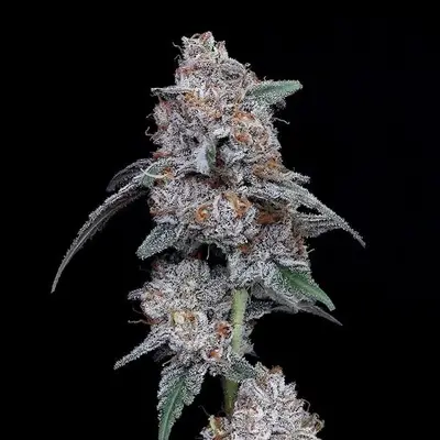 Auto The Big Mac cannabis seeds