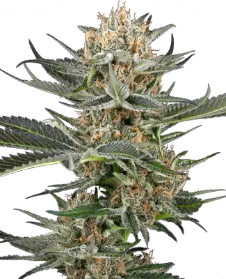Auto Thin Mint Kiwi cannabis seeds