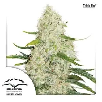 Auto Think Big cannabis seeds by Dutch Passion